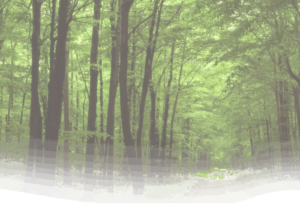 A lush green forest with a dirt path winding through tall trees.