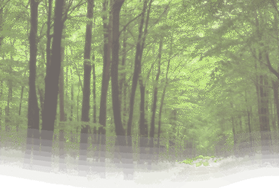 A lush green forest with a dirt path winding through tall trees
