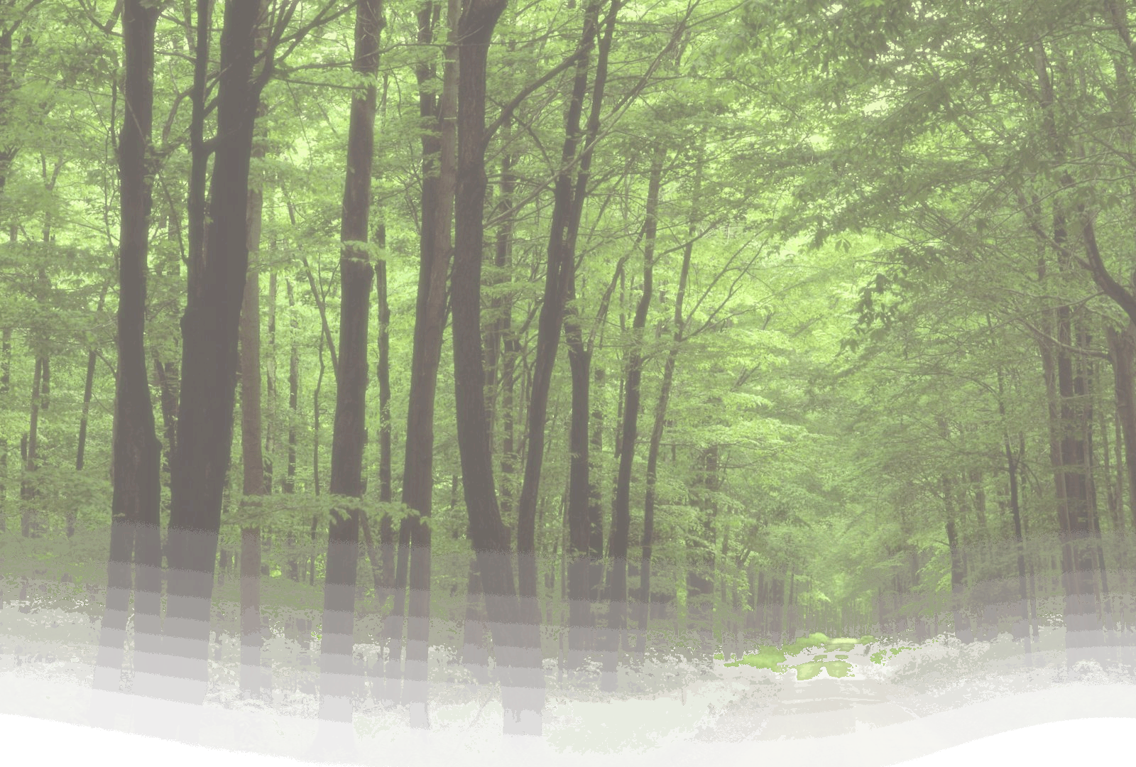 A lush green forest with a dirt path winding through tall trees.